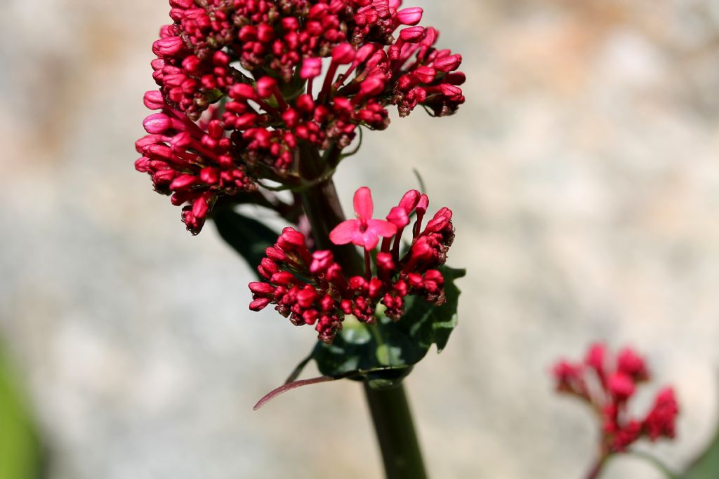 Centranthus ruber / Valeriana rossa